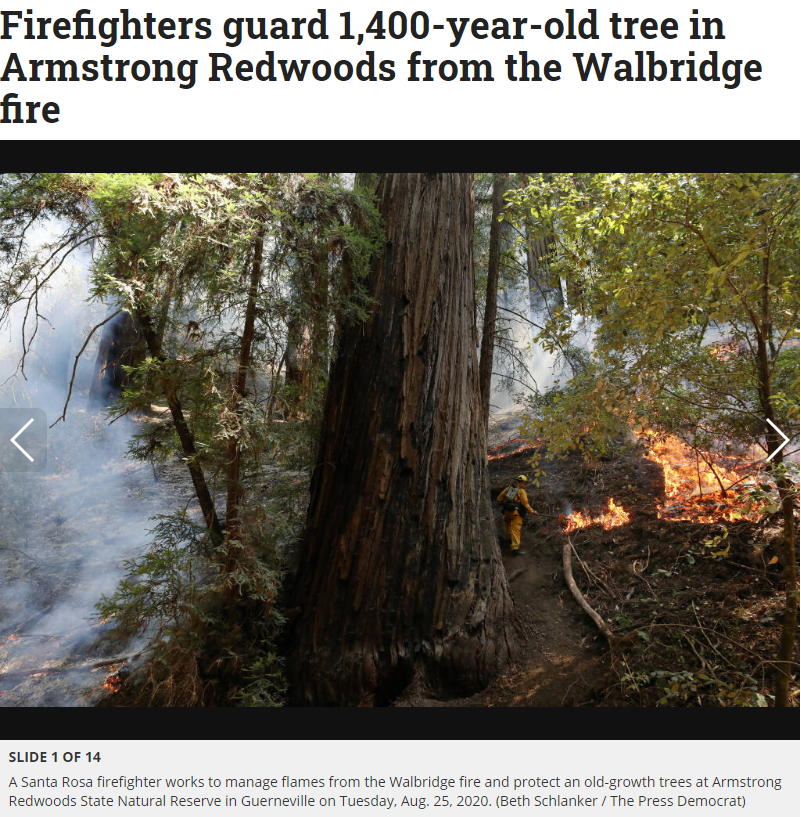 Armstrong Redwoods Fire