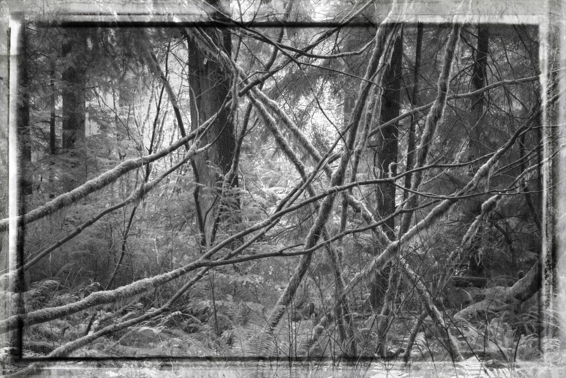 Vancouver Cedar Forest Tangle